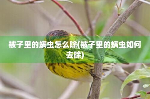 被子里的螨虫怎么除(被子里的螨虫如何去除)