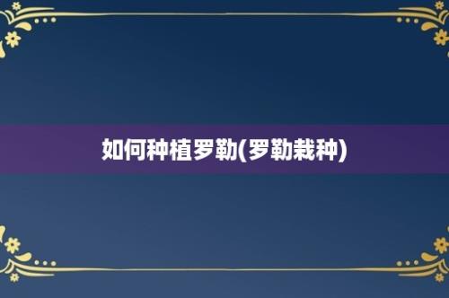 如何种植罗勒(罗勒栽种)