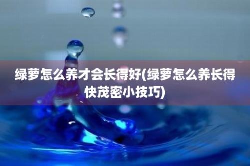 绿萝怎么养才会长得好(绿萝怎么养长得快茂密小技巧)