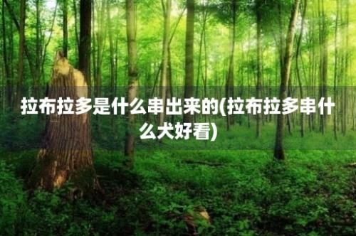 拉布拉多是什么串出来的(拉布拉多串什么犬好看)