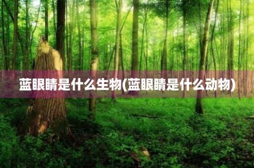 蓝眼睛是什么生物(蓝眼睛是什么动物)