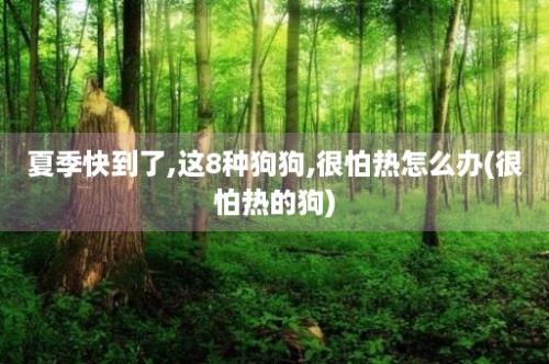 夏季快到了,这8种狗狗,很怕热怎么办(很怕热的狗)