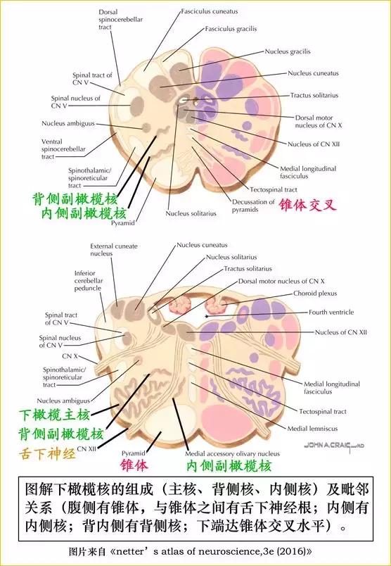 脑干内部超详细功能解剖图（内非颅神经核之）(3)