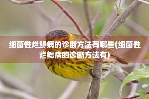 细菌性烂鳃病的诊断方法有哪些(细菌性烂鳃病的诊断方法有)