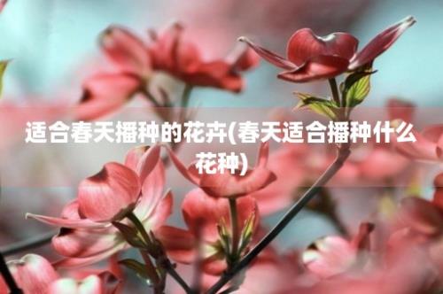 适合春天播种的花卉(春天适合播种什么花种)