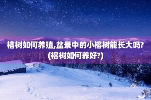 榕树如何养殖,盆景中的小榕树能长大吗?(榕树如何养好?)