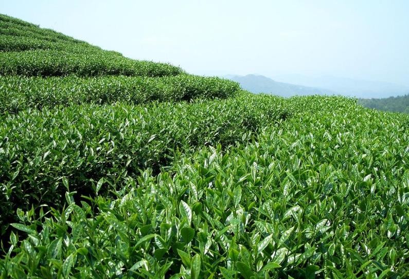 峨眉山茶是哪些的特产