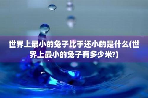 世界上最小的兔子比手还小的是什么(世界上最小的兔子有多少米?)