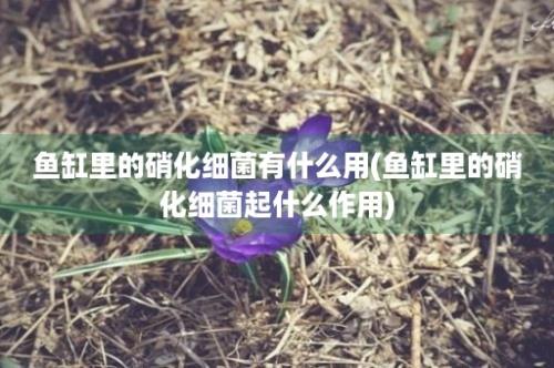 鱼缸里的硝化细菌有什么用(鱼缸里的硝化细菌起什么作用)