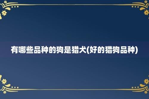 有哪些品种的狗是猎犬(好的猎狗品种)