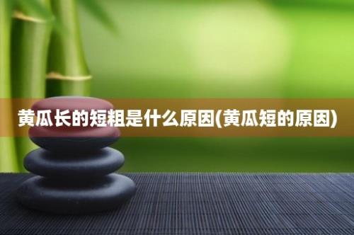 黄瓜长的短粗是什么原因(黄瓜短的原因)