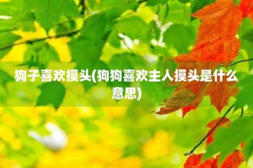 狗子喜欢摸头(狗狗喜欢主人摸头是什么意思)