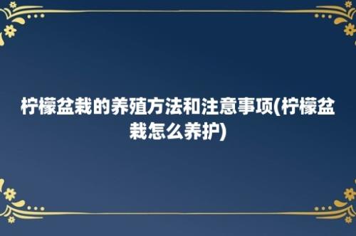 柠檬盆栽的养殖方法和注意事项(柠檬盆栽怎么养护)