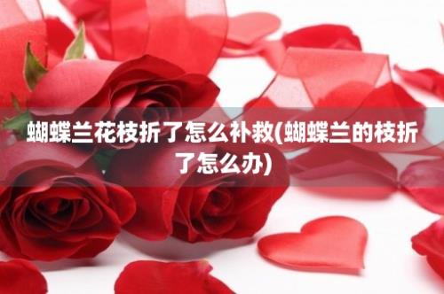 蝴蝶兰花枝折了怎么补救(蝴蝶兰的枝折了怎么办)