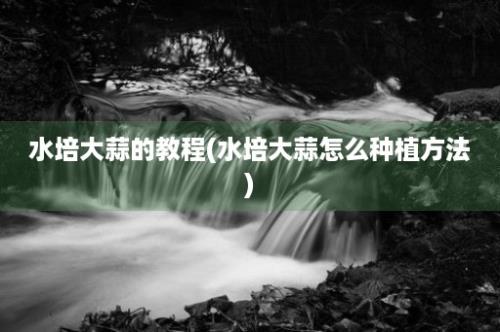 水培大蒜的教程(水培大蒜怎么种植方法)