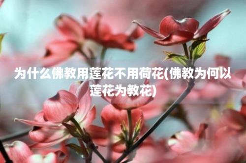 为什么佛教用莲花不用荷花(佛教为何以莲花为教花)