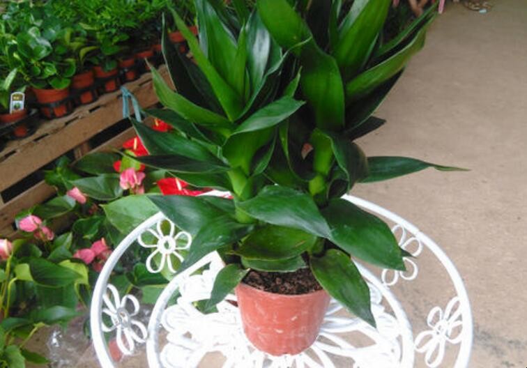 莲花竹