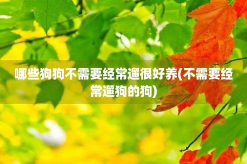 哪些狗狗不需要经常遛很好养(不需要经常遛狗的狗)