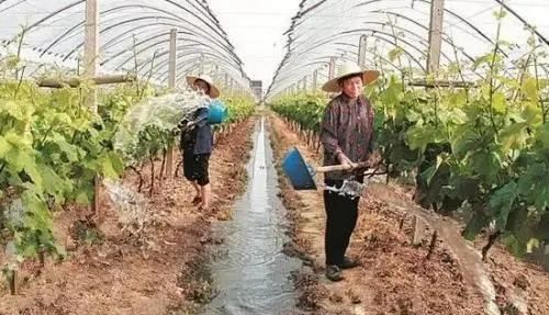 葡萄浇水顺口溜！注意调节果实水，采摘前2～3周不要浇水