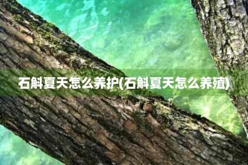 石斛夏天怎么养护(石斛夏天怎么养殖)