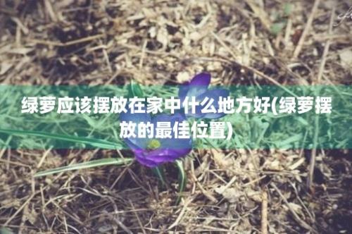 绿萝应该摆放在家中什么地方好(绿萝摆放的最佳位置)