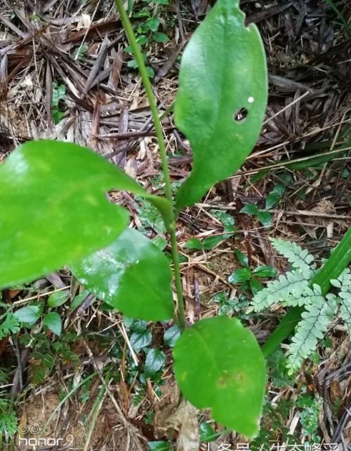 农村这种叫龙狗肝的植物，名字来头不小，可是解渴的好帮手哦