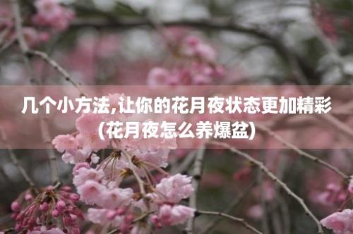 几个小方法,让你的花月夜状态更加精彩(花月夜怎么养爆盆)