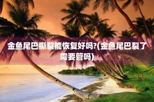 金鱼尾巴撕裂能恢复好吗?(金鱼尾巴裂了需要管吗)