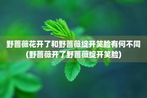 野蔷薇花开了和野蔷薇绽开笑脸有何不同(野蔷薇开了野蔷薇绽开笑脸)