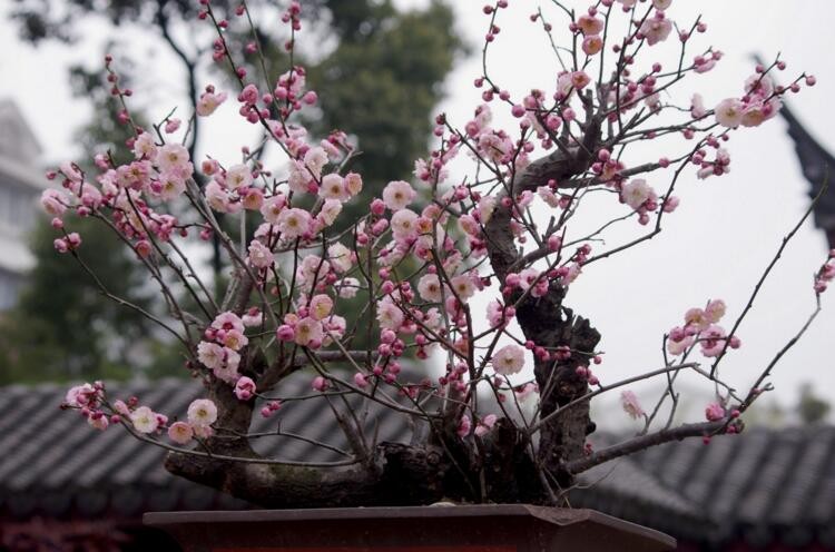 梅花盆景