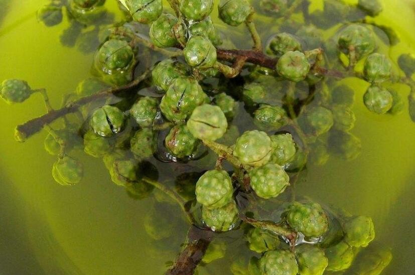 花椒油