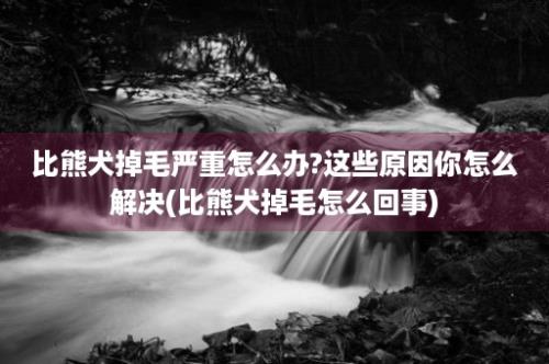 比熊犬掉毛严重怎么办?这些原因你怎么解决(比熊犬掉毛怎么回事)