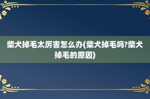 柴犬掉毛太厉害怎么办(柴犬掉毛吗?柴犬掉毛的原因)