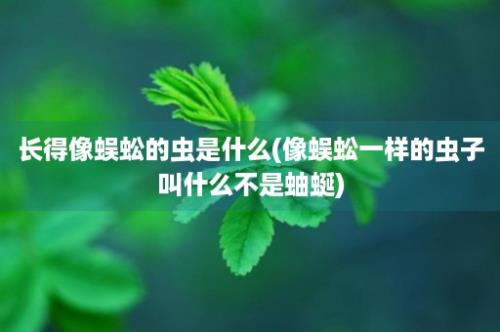 长得像蜈蚣的虫是什么(像蜈蚣一样的虫子叫什么不是蚰蜒)