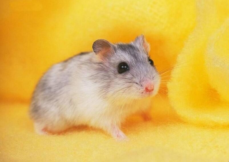 仓鼠
