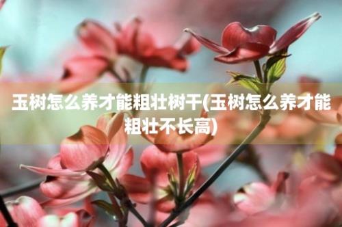 玉树怎么养才能粗壮树干(玉树怎么养才能粗壮不长高)