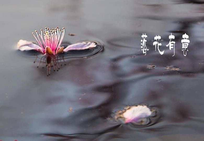 落花有意流水无情什么意思