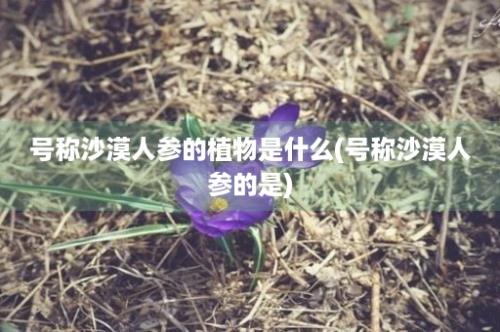 号称沙漠人参的植物是什么(号称沙漠人参的是)