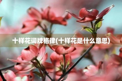 十样花词牌格律(十样花是什么意思)