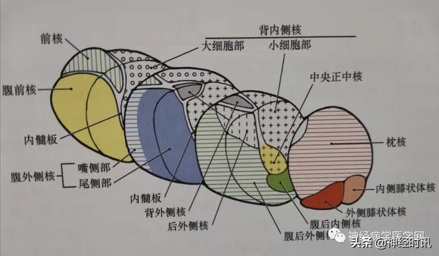 丘脑解剖结构图及功能（丘脑的解剖生理功能）(3)