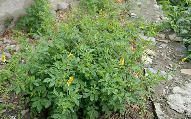 农村植物，龙芽草若长在您家路旁，请珍惜，它对抗癌有特效（龙芽草若长在您家路旁）(3)