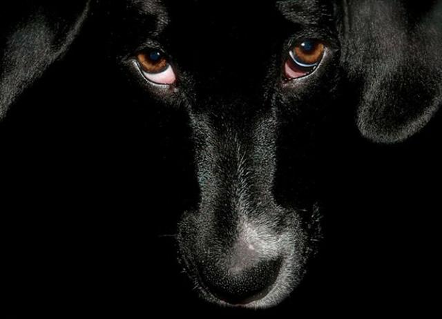 一条黑狗竟生出了白狗 注定不平凡 《家犬传奇 上》（一条黑狗竟生出了白狗）(2)