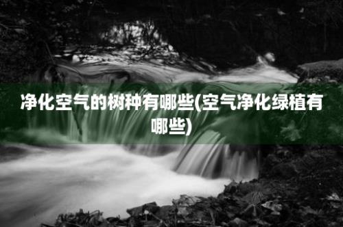 净化空气的树种有哪些(空气净化绿植有哪些)