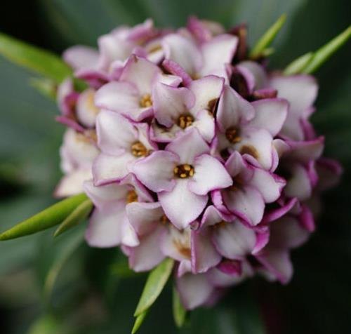 年宵花是真花吗