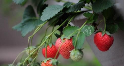草莓被小鸟吃了有什么好方法预防