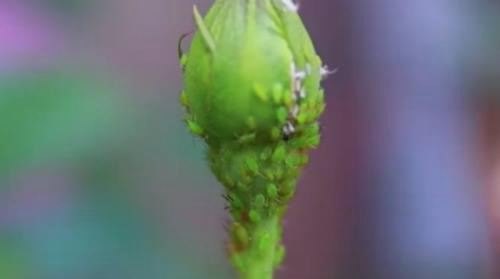 花长蚜虫用什么药最有效