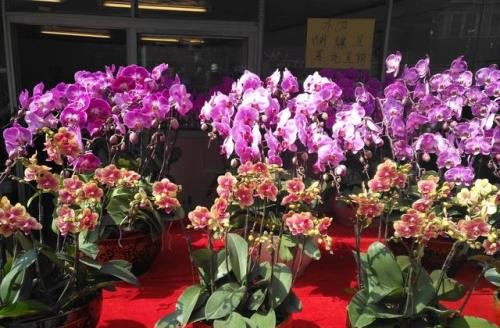 在花城 逛花市 买鲜花——广州的年味（腊月二十三）