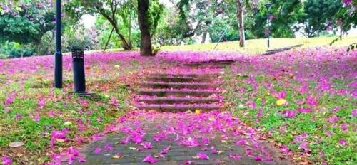 紫荆花路属于哪个区