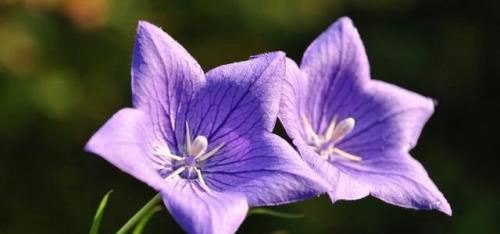 开紫色花的植物大全