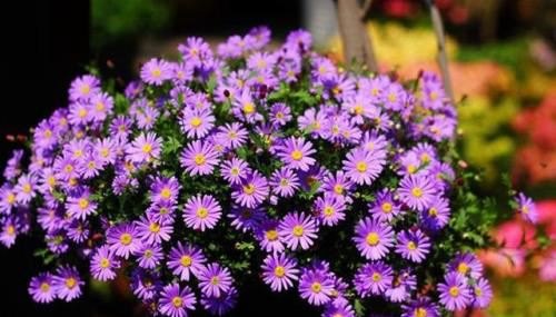 开紫色花的植物大全